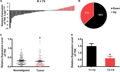 7SK Acts as an Anti-tumor Factor in Tongue Squamous Cell Carcinoma